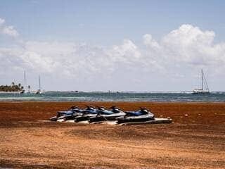 Guadeloupe Prefect Says State Spent Over €20 Million on Sargassum Fight